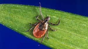 Lyme disease