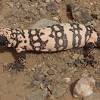 Gila monster